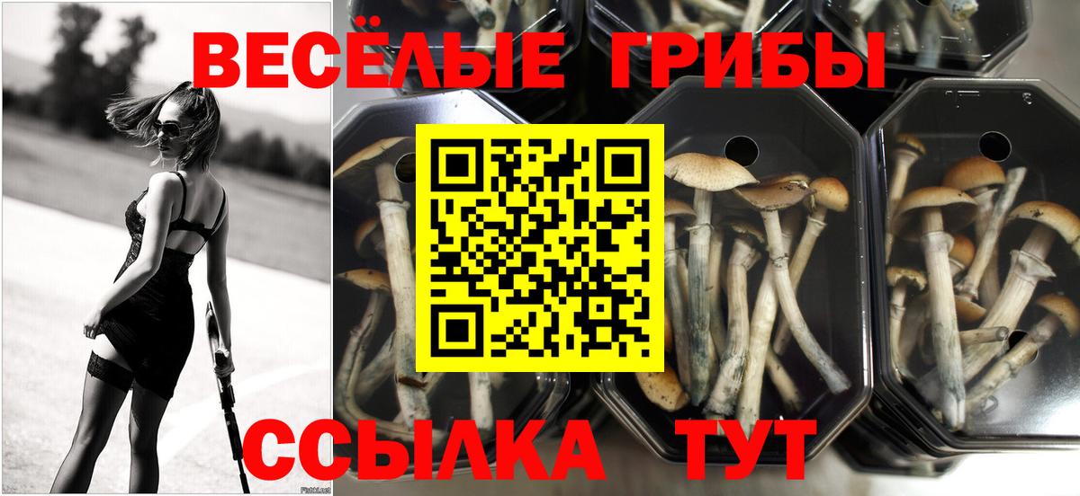 Екатеринбург  Псилоцибиновые грибы прущие грибы  Галлюциногенные грибы мицелий  купить закладку  Вход с VPN 